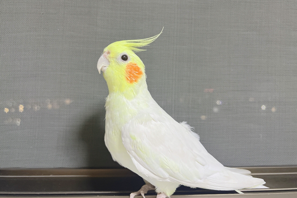 画像に alt 属性が指定されていません。ファイル名: bard-1.png